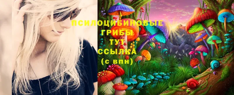 где можно купить   Беслан  Галлюциногенные грибы Psilocybe 